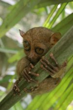 Tarsier.jpg