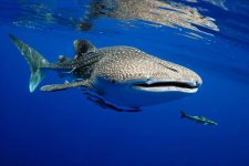 tiburon-ballena-filipinas-8.jpg tiburon-ballena-filipinas-8.jpg